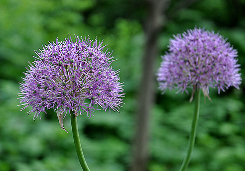 Лук (Allium) Лук (Allium)