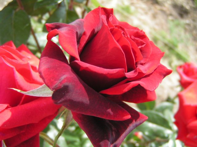 ШВАРЦ-МАДОННА (640x480, 51Kb)