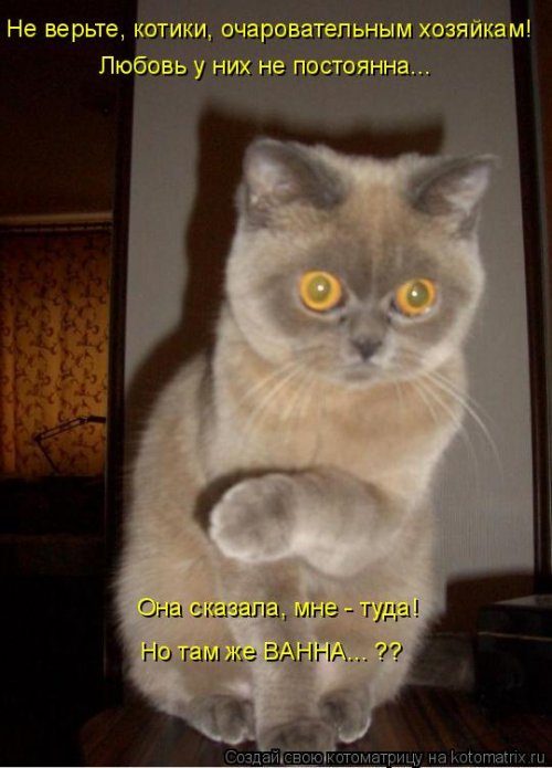 Коллекция лучших котоматриц недели