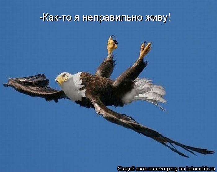 Котоматрицы великолепные, каждая с кусочком тепла, позитива и улыбкой! Котоматрицы великолепные, каждая с кусочком тепла, позитива и улыбкой!