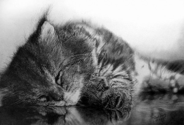  Фотографические рисунки кошек коты, рисунок, фото