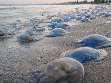 В Одессе медузы-корнероты массово выбрасываются на берег