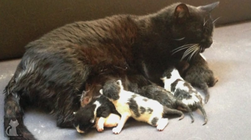 Микки отнесли в приют, где появились на свет ее котята. животные, история
