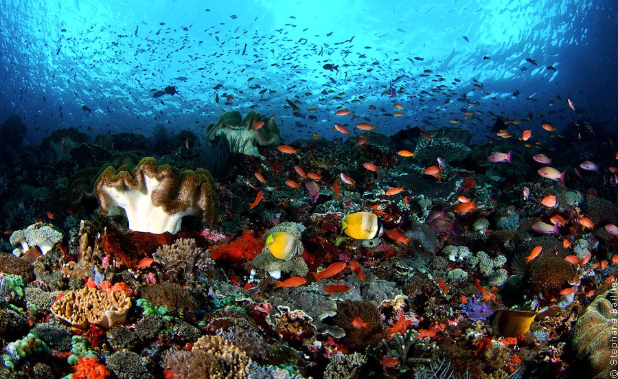 Морской аквариум Морской аквариум