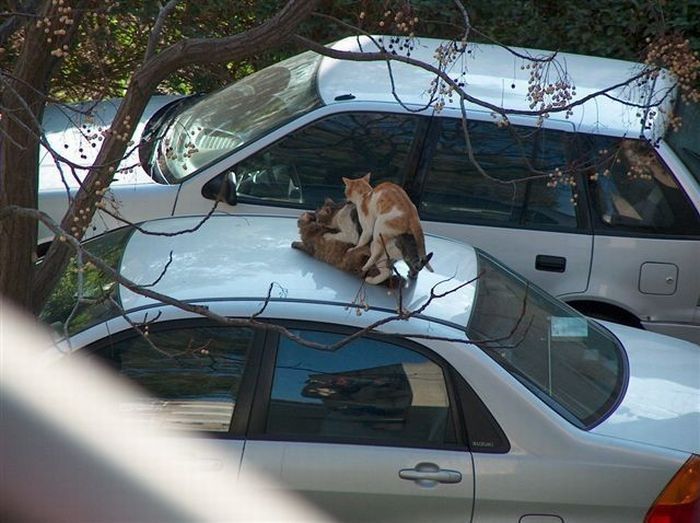 Смешные и просто красивые фотографии кошек (136 фото)