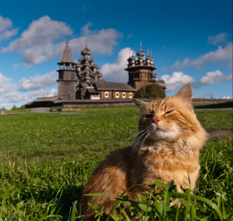 1. Кот и музей-заповедник Кижи, Россия достопримечательност, кот, мир