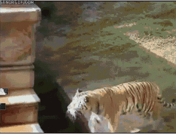 Большие кошки кошачьими делами, смешные тигры львы, анимация большие кошки, анимация тигры львы