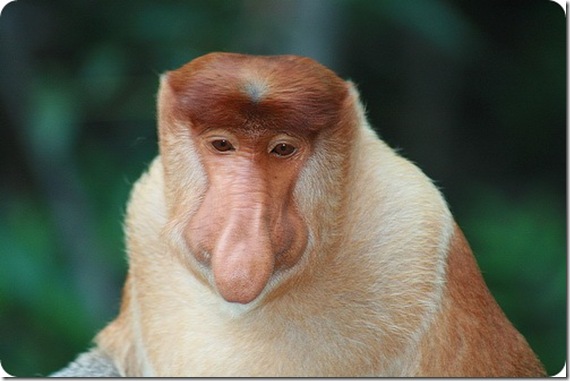 proboscis1 proboscis1
