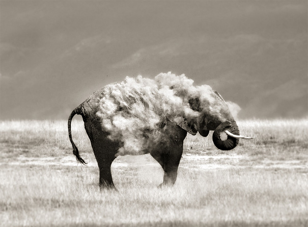 слон в пыли