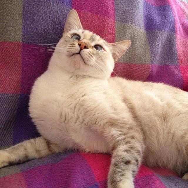 Милейшие косоглазые коты, чей изъян делает их уникальными Милейшие косоглазые коты, чей изъян делает их уникальными животные, косоглазые коты