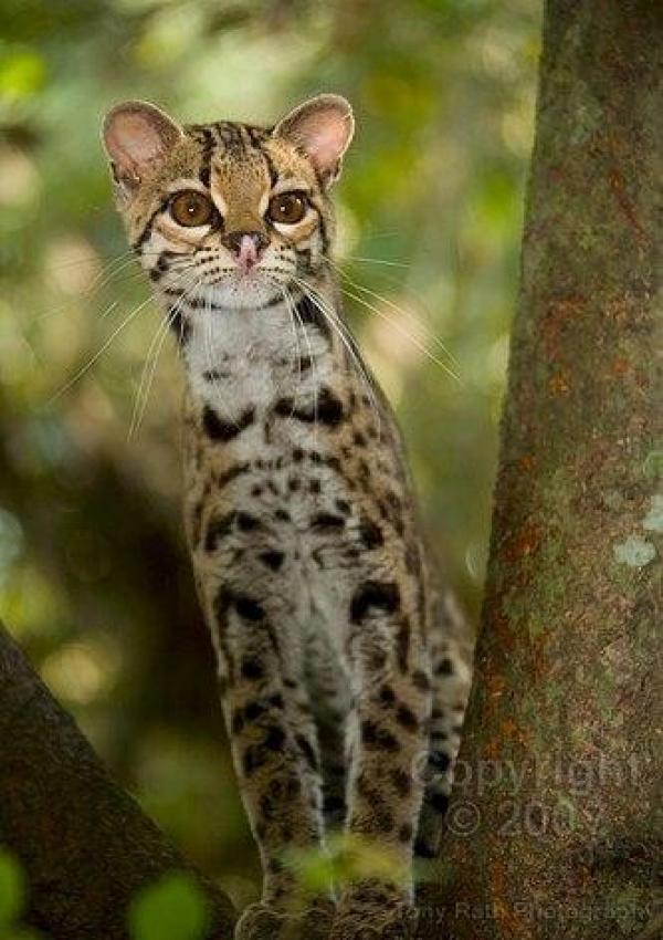 Необычный и милый котейка Маргай