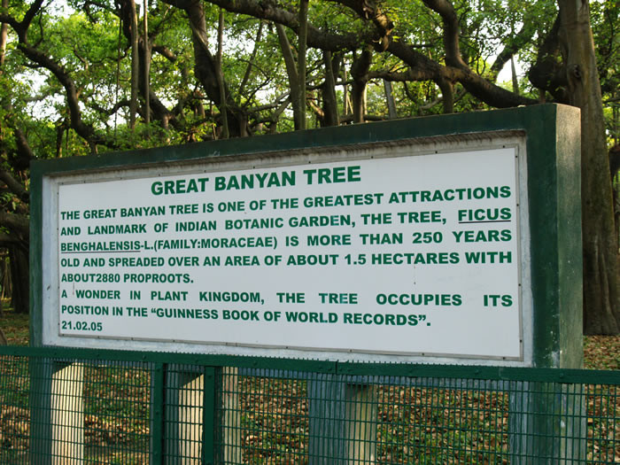 2. В Индийском ботаническом саду, недалеко от Калькутты, есть Великий баньян - дерево, чья площадь кроны превышает размер среднего гипермаркета  интересные, факты