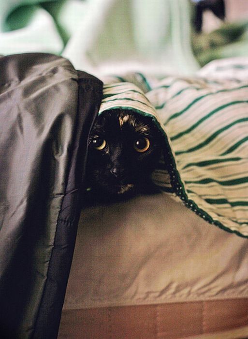 Кошки в засаде