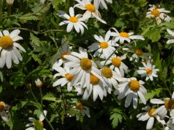Аргирантемум перистораздельный подв. суккулентный (Argyranthemum pinnatifidum ssp. succulentum) Аргирантемум — кустарник со сверхобильным цветением