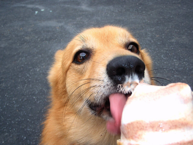 Пост обожания мороженого животные, мороженое