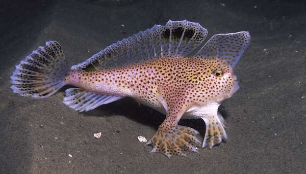 Handfish
