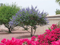  ,  ,   Vitex agnus-castus