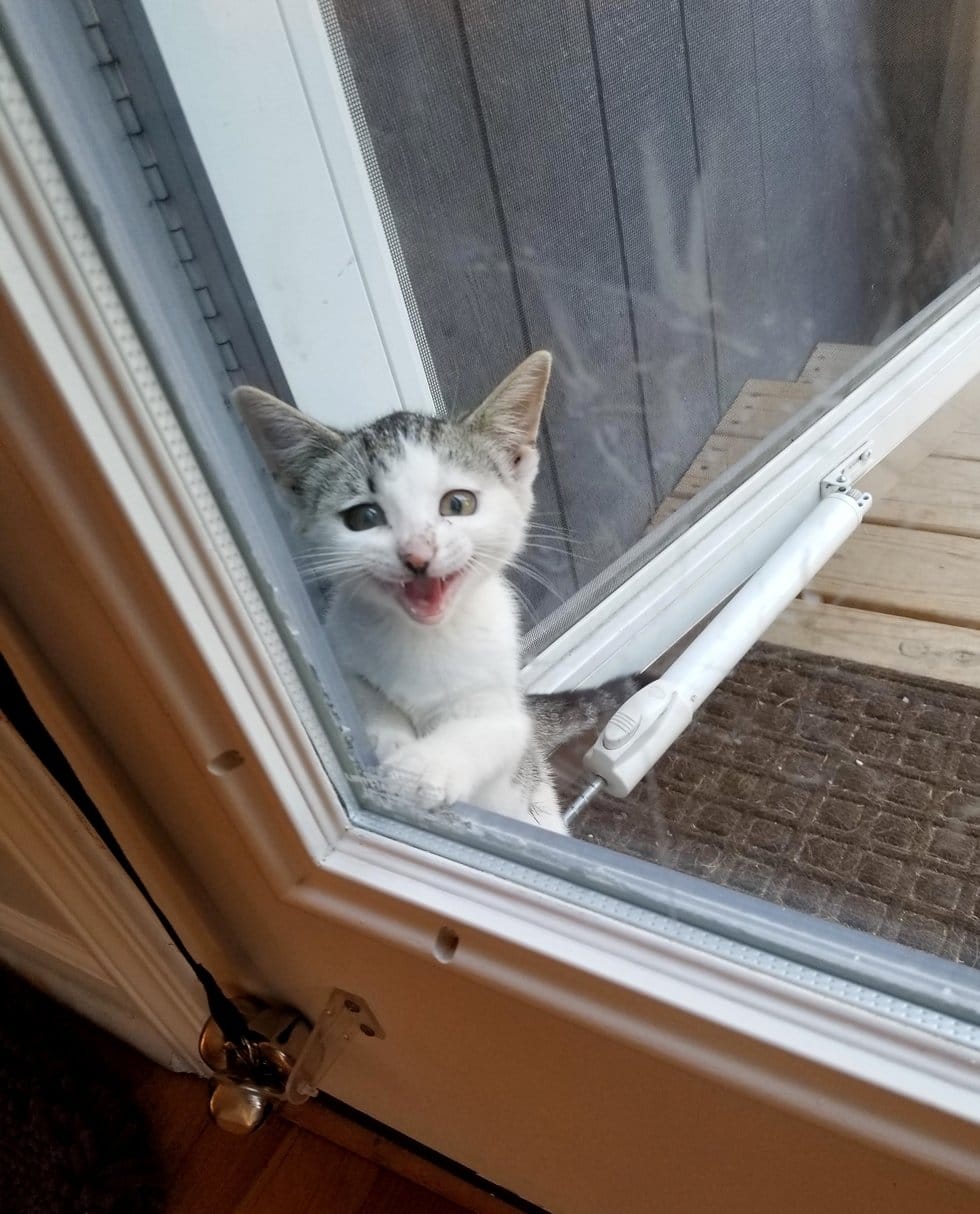 помощь котенку котенок у дверей