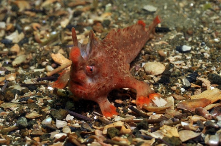 Рыбка с руками - Handfish (текст + фото) Рыбка с руками - Handfish (текст + фото)