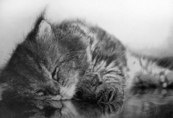 Гиперреализм, карандаш и котики Гиперреализм, карандаш и котики коты, художники