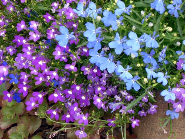 Лобелия в цвету