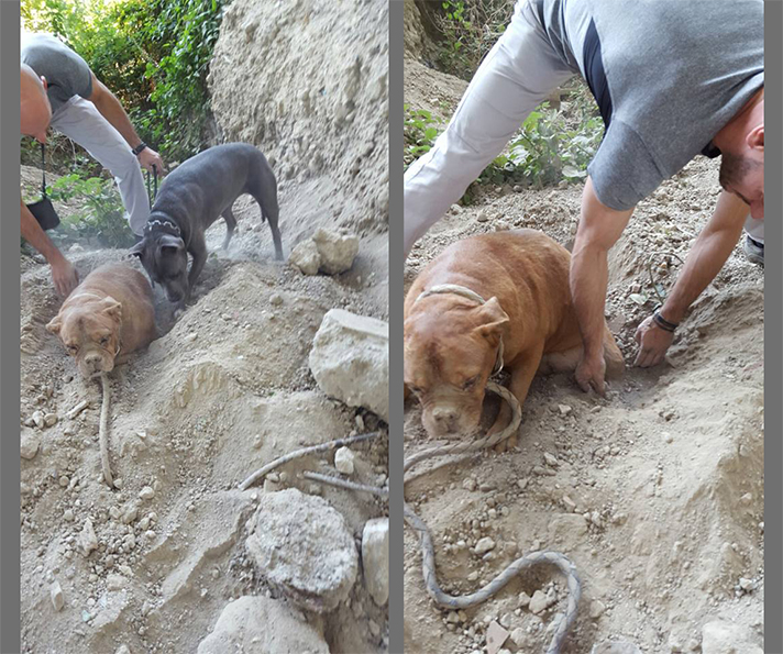 dog buried alive