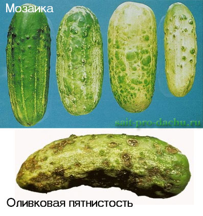 bolesni-ogurcov2-8 (397x422, 54Kb)