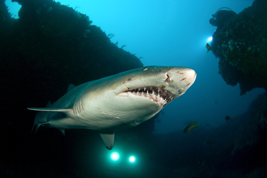 1. Обыкновенная песчаная акула (Sand tiger shark) 1. Обыкновенная песчаная акула (Sand tiger shark) животные, факты