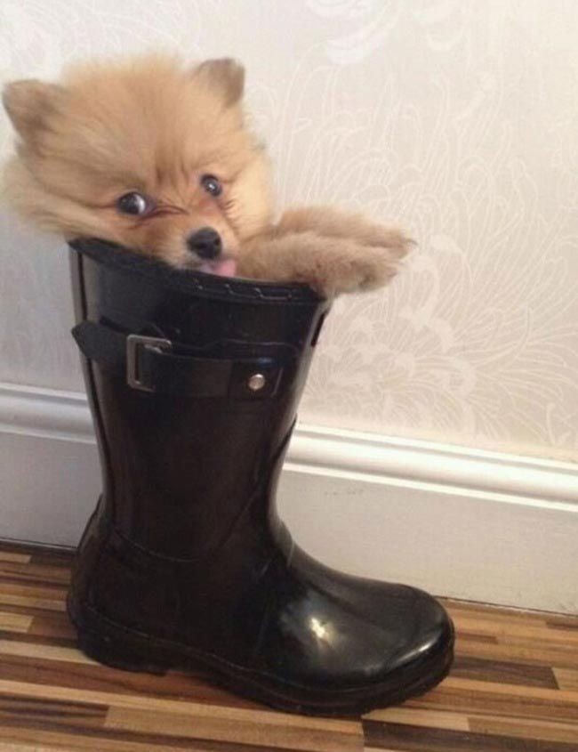 30 неприхотливых собак, которые будут сидеть везде, где им вздумается comfydogs07 30 неприхотливых собак, которые будут сидеть везде, где им вздумается