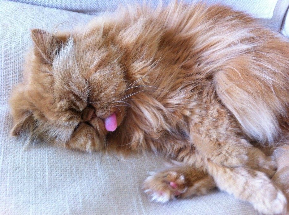 Сонный язычёк от рыжей кошки.