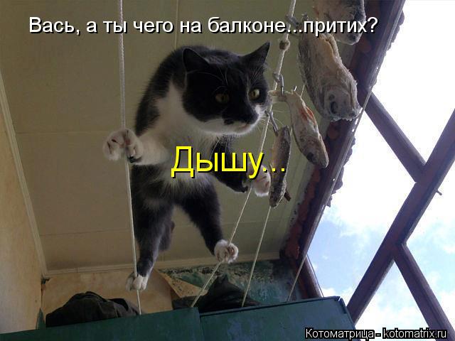 Ура!! Пятница - котоматрица!!! Ура!! Пятница - котоматрица!!!