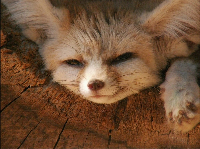 beautiful little fox