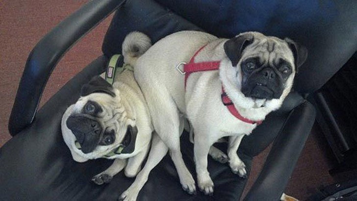 30 неприхотливых собак, которые будут сидеть везде, где им вздумается comfydogs16 30 неприхотливых собак, которые будут сидеть везде, где им вздумается