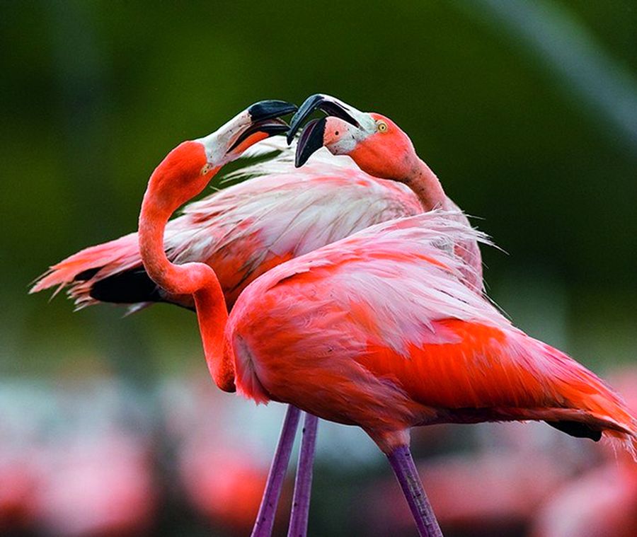 NewPix.ru - ������������ ���������� ��������