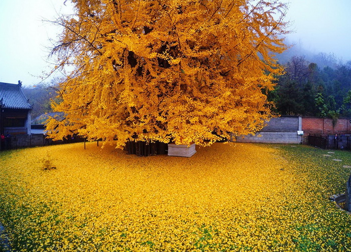 Золотые листья гинкго - старейшего дерева на планете