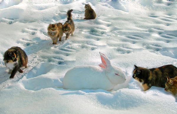 Кошки и кролики ждут внуков зимой.