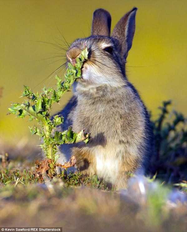 rabbit-eats-spiky-plant-0