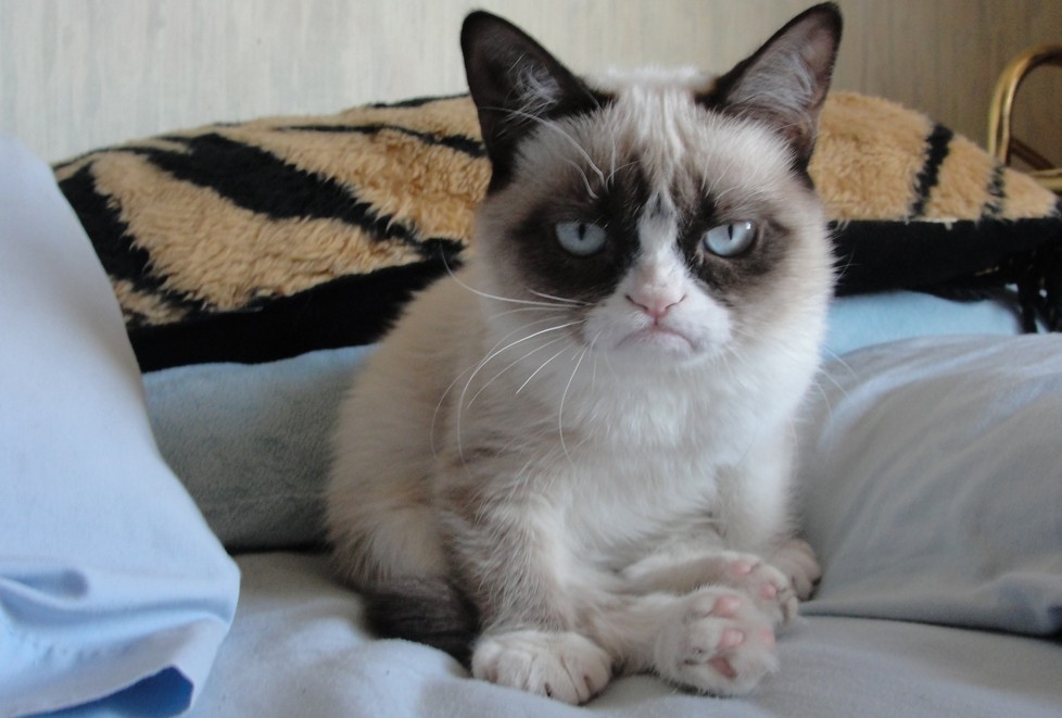 10 заветных секретов успеха самого богатого кота в мире GrumpyCat03 10 заветных секретов успеха самого богатого кота в мире