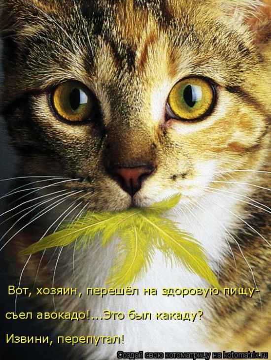 Лучшие котоматрицы недели (49 фото) Забавный котопост