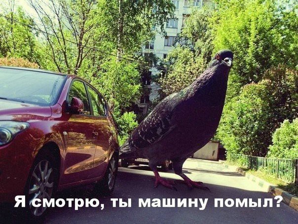 Автоприколы (31 фото) Автоприколы (31 фото)