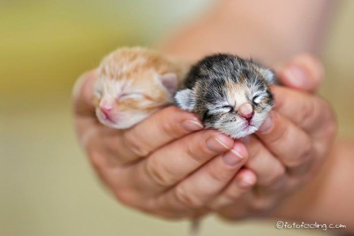 25 восхитительных снимков маленьких котят, которые растрогают любое сердце