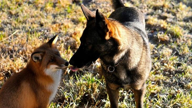 Sniffer fox and Tinni, дружба между лисой и собакой