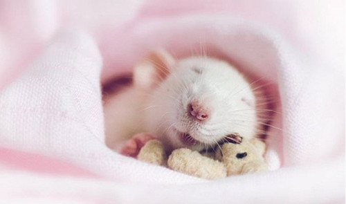 Фото крысок