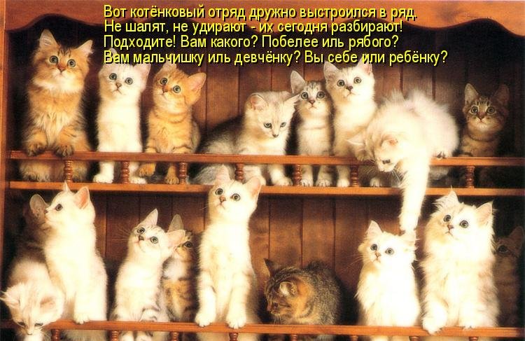 Котоматрица (81 фото)