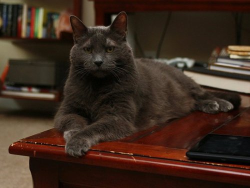 Котики и кошечки, которые вызовут у вас улыбку (29 фото) Котики и кошечки, которые вызовут у вас улыбку (29 фото)