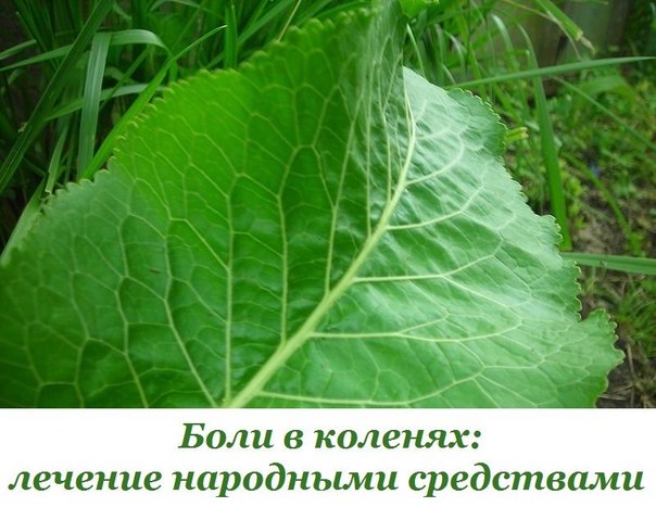 Лечение народной медициной болезни желчного пузыря