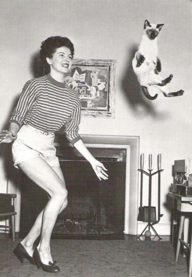 старинные открытки с котами