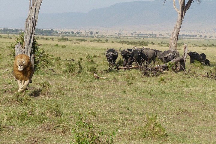 В мире животных