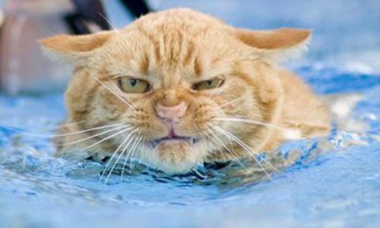 Злюки, которым лучше не переходить дорогу