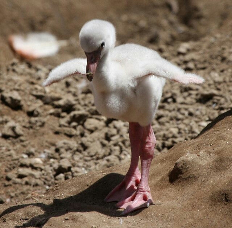 animalbaby31